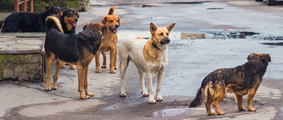 グルガオン近郊【留学生】野良犬にかまれる