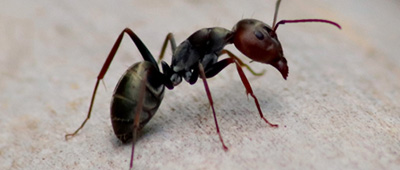ホーチミン近郊【留学生】蟻に噛まれて皮膚が腫れる